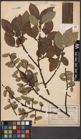 Foto von Salix caprea L.